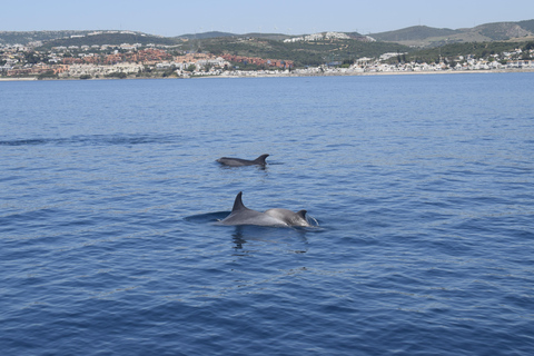 Estepona: Dolphins Searching Sea Cruise with Drink & Snacks Group Cruise