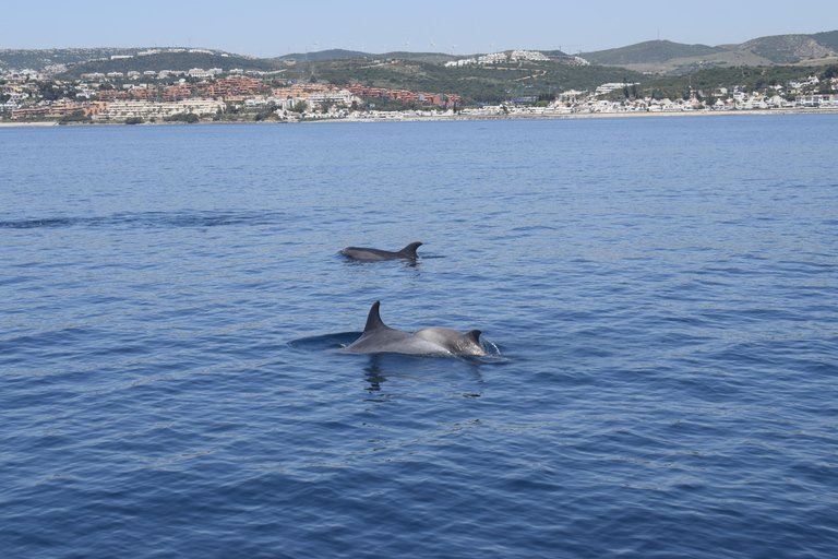 Estepona: Dolphins Searching Sea Cruise with Drink & Snacks Group Cruise