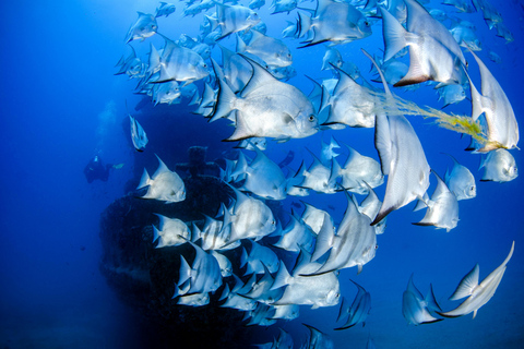 Cipro: Avventura di nuoto in mare aperto