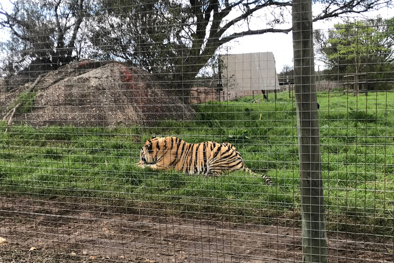 Cheetah, Giraffes Encounter, lion's park, and Wine Tasting
