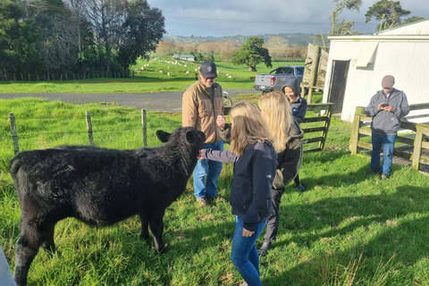 Sheep & Beef Working Farm Private Tour