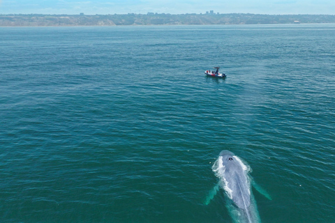 San Diego: Wal- und Delfinbeobachtungstour mit dem Schnellboot