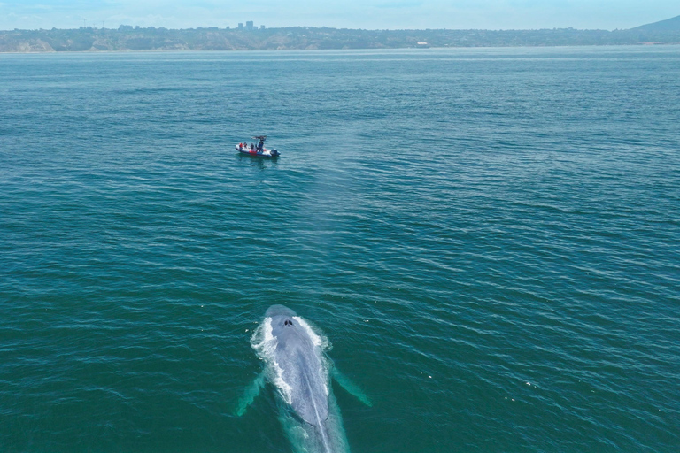 San Diego: Val- och delfinskådning med speedboat