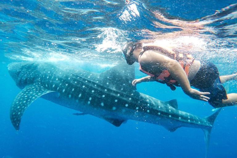 Aventura con el tiburón ballena desde Isla Mujeres