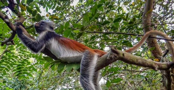 Lagunen-Tour zur Affeninsel in Negombo