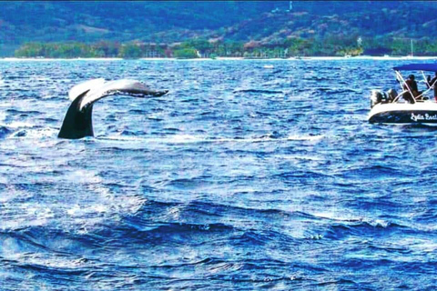 Le morne:Whales and dolphins watching,Swimming with dolphinsLe morne : Whales &amp; Dolphins Watching and Swimming