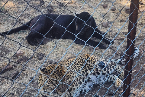 From Johannesburg: Lion & Safari Park Guided Game Drive