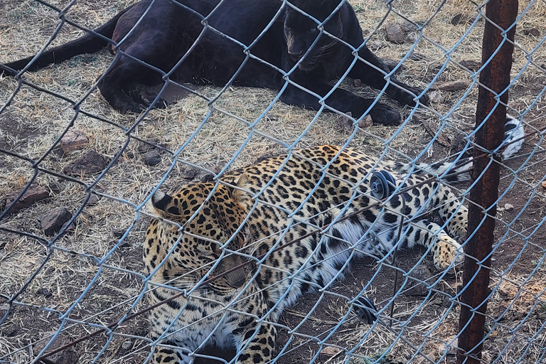 From Johannesburg: Lion & Safari Park Guided Game Drive
