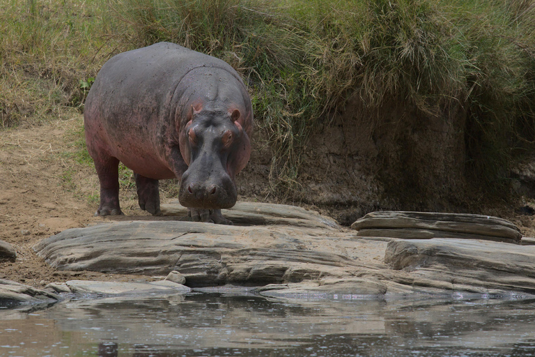 Vanuit Nairobi: 3 dagen, 2 nachten Maasai Mara-groepssafari met terreinwagen
