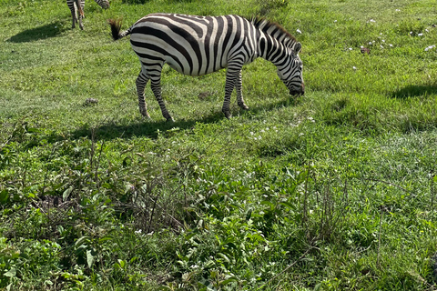 Arusha: Ngorongoro Crater Day Trip with Game Drive