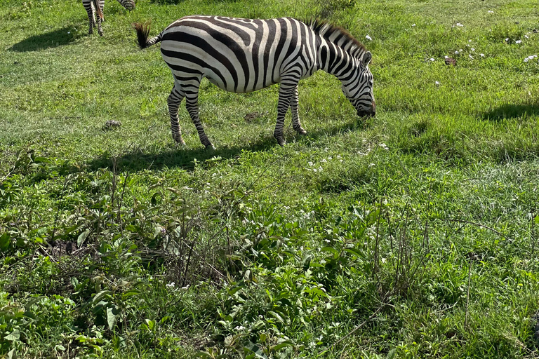 Arusha: Ngorongoro Crater Day Trip with Game Drive