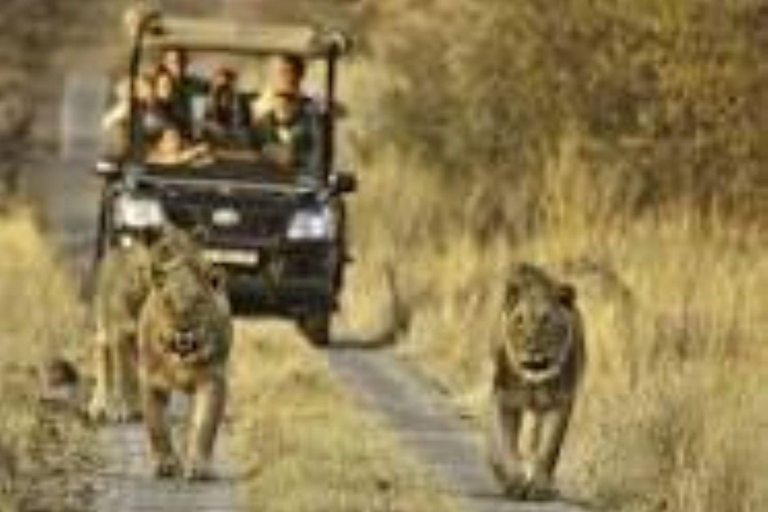 Pilanesberg Big Five Safari from Johannesburg with Open Jeep