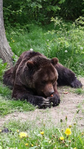 Visit Brown Bear Sanctuary, Bran Castle & Rasnov Fortress Day Tour in Brasov