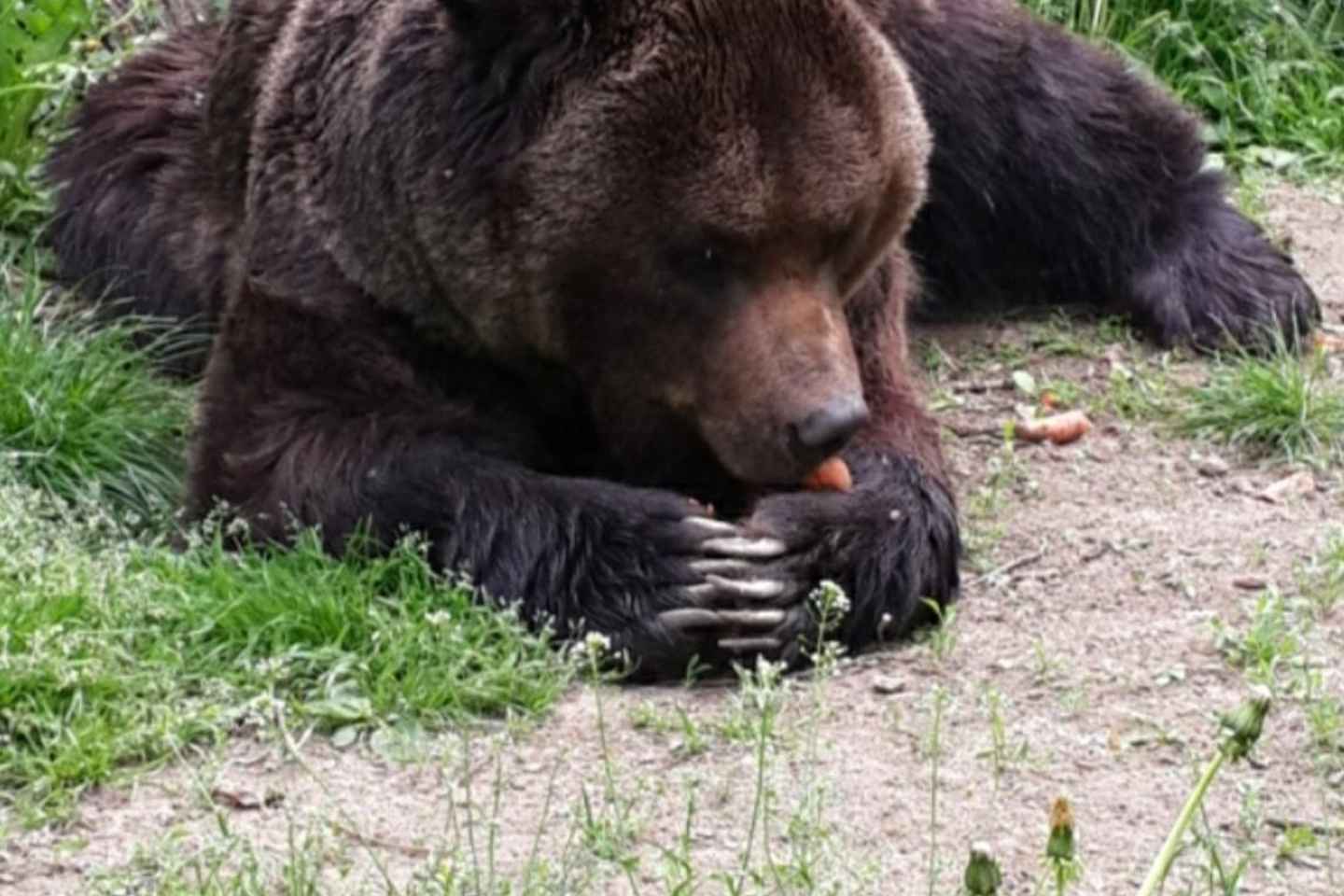 브라운베어 보호구역, 브란성 & 라슈노브 요새 여행