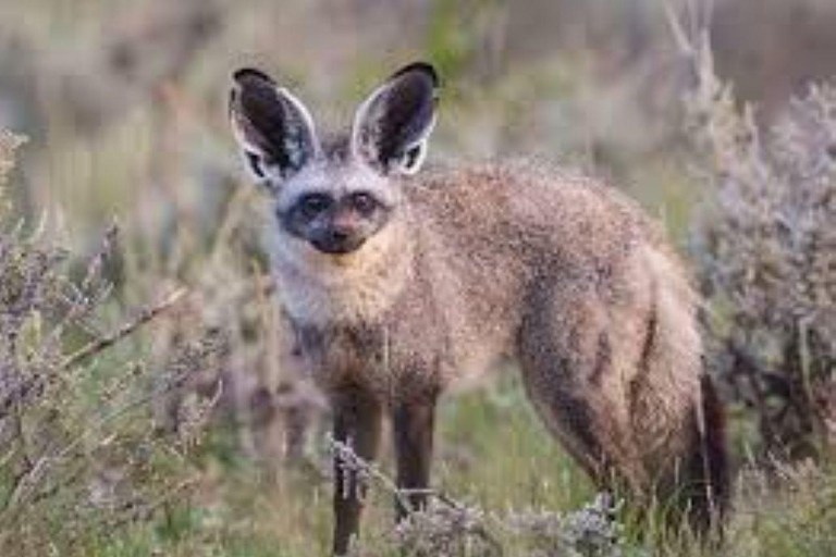 3 Days Private tour to Buffalo Springs National Reserve