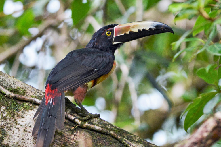 Parque Nacional de Carara: Paseo guiado Carara Costa Rica Naturaleza