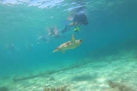 Pafos: Wycieczka skuterem morskim na obserwację żółwi i snorkelingPafos: Wycieczka skuterem morskim na oglądanie żółwi i snorkeling