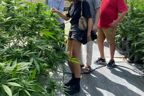 Private Medellín Cannabis Culture Tour with Lunch & Tasting