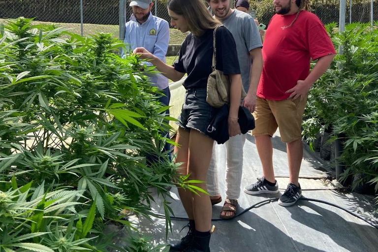 Private Medellín Cannabis Culture Tour with Lunch & Tasting