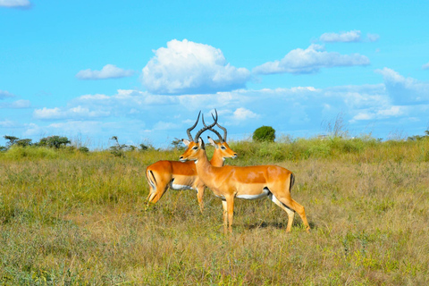 Nairobi: Nationale Parktour in de vroege ochtend of middag