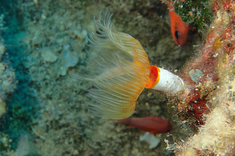 Desde Chania: buceo para principiantes