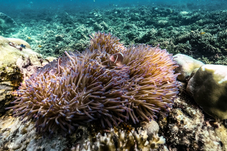 كوه تاو: كوه نانغيوان ورحلة الخلجان المخفية بواسطة الأكسجينرحلة بعد الظهر