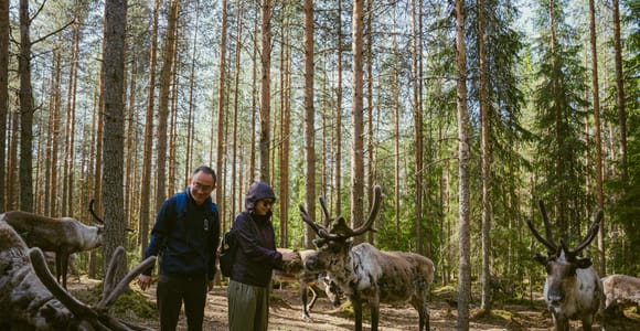 Rovaniemi: Reindeer Farm Visit with Photos in the Summer