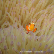 Green Island: 1-on-1 Double Discovery Scuba Dive & T-Shirt