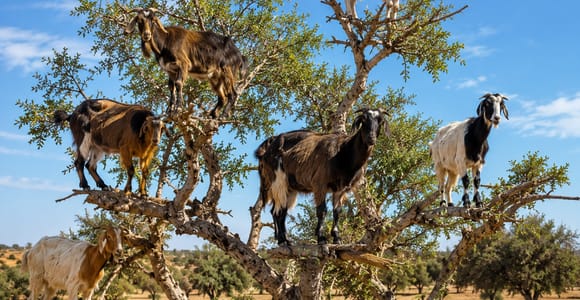 Agadir Family: Goats, Argan Trees & Crocoparc – Ticket Extra