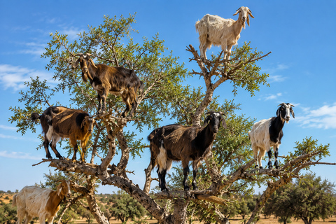 Agadir: Crocoparc & Goats in Argan Trees - Family Day Out