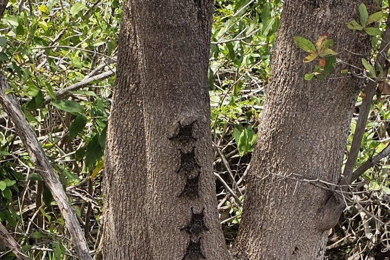 圣佩德罗：拉马奈玛雅神庙和河流导览游圣佩德罗：拉马奈玛雅寺庙和河流导览游