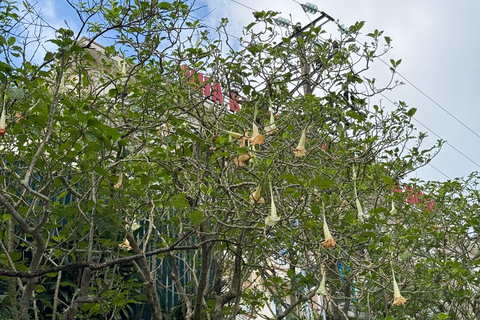 Tam Dao Private Day Tour With Misty Mountains, Cloud Views