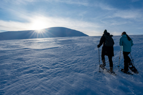 Tromsö: Fjellheisen snöskovandring och linbanetur på dagtid