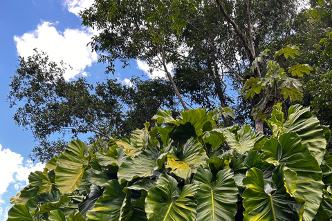 Fajardo: Excursión al Bosque de El Yunque, Cascadas y Tobogán de Agua