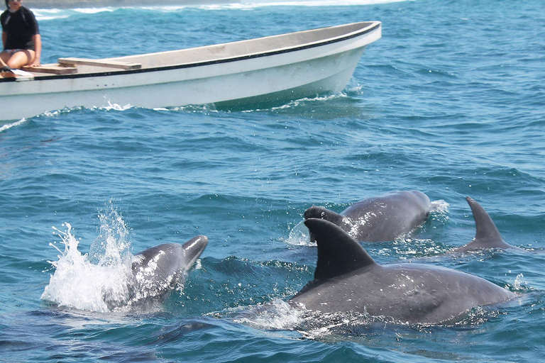 De Zanzibar: Floresta Jozani com observação de golfinhos