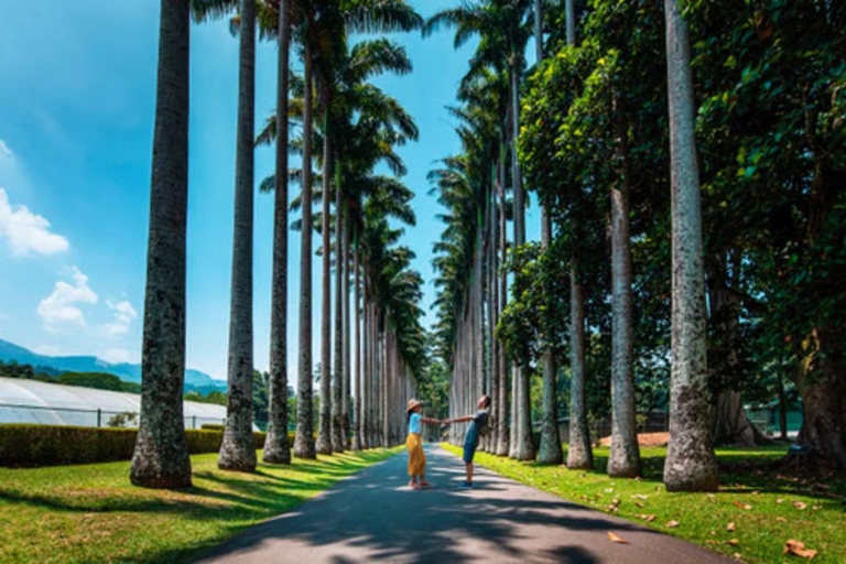Colombo: Kandy Day Tour, Temple of the Tooth, Tea Factory Mirissa, Hiriketiya pick up area