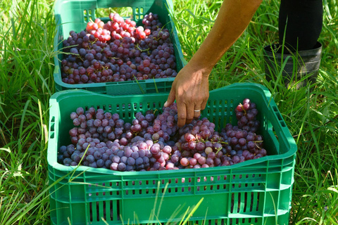 Rio de Janeiro: winery tour with wine tasting experience