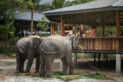 Chiang Mai : Programme d&#039;alimentation éthique pour les rencontres avec les éléphants