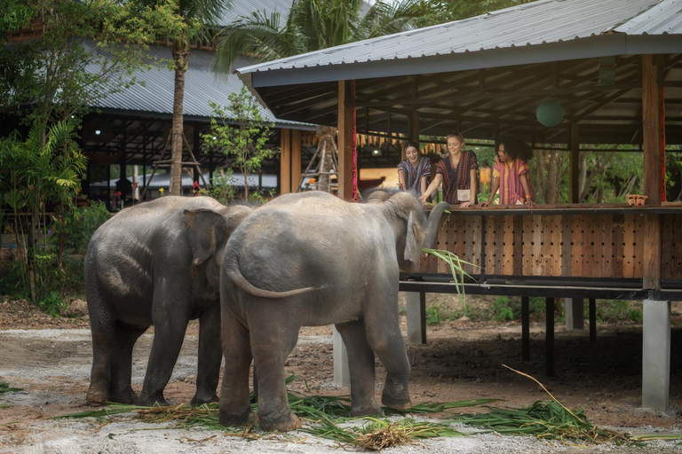 Chiang Mai: Ethisch voederprogramma voor olifantenbijeenkomsten