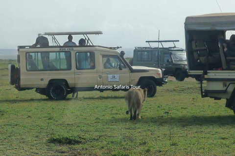 Excursão de luxo de 5 dias por Amboseli, Lake Naivasha e Masai Mara