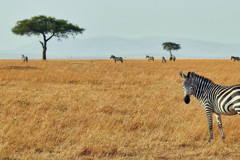 Masai Mara: 3 Days 2 nights Private Safari in a 4X4 Jeep Masai Mara: 3 Day Private Safari in a 4X4 Jeep Midrange