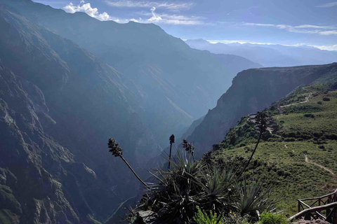 Z Arequipy: 2-dniowa wycieczka do kanionu Colca