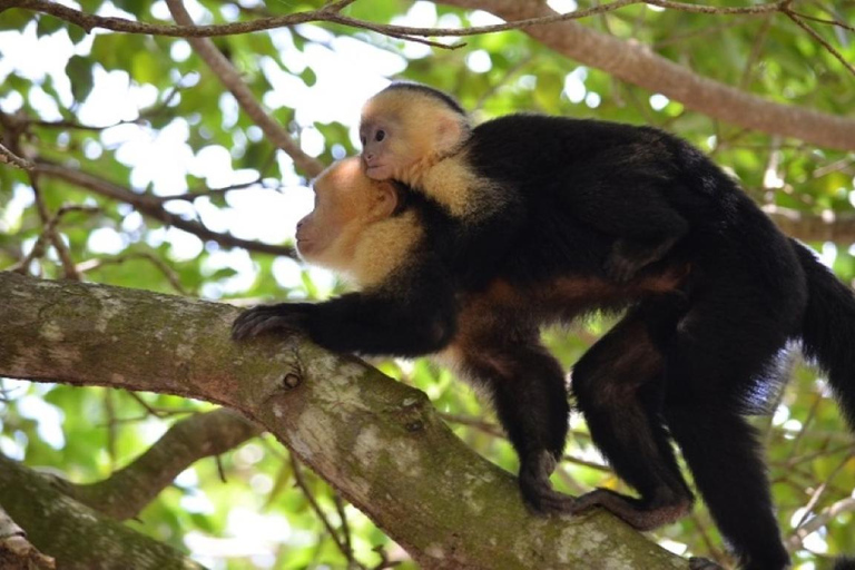 Excursion d&#039;une journée à l&#039;île aux singes