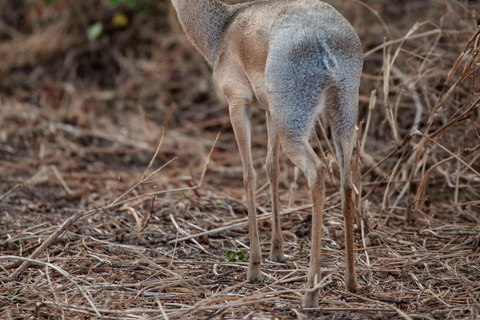 Arusha: Ngorongoro Crater & Tarangire 2-Day Safari Tour