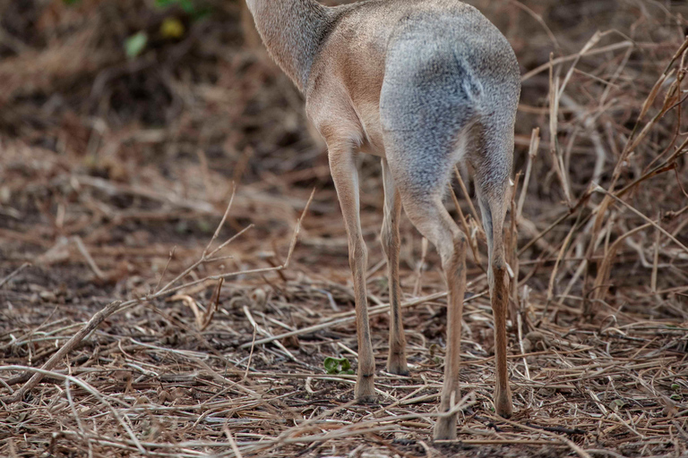 Arusha: Ngorongoro Crater & Tarangire 2-Day Safari Tour