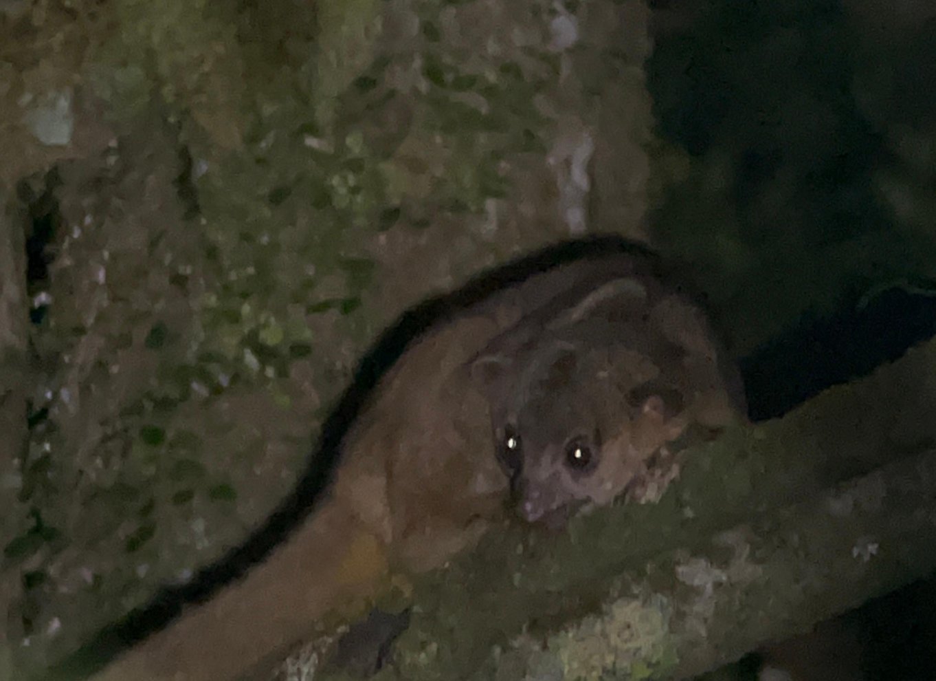 Monteverde: Aftentur i den tropiske skov