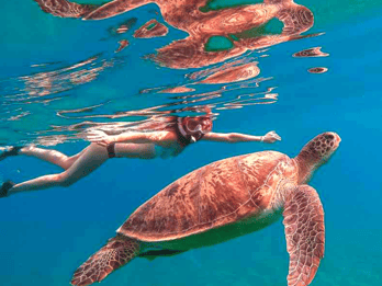 Panglao : circuit dans les îles de Balicasag et observation des dauphins