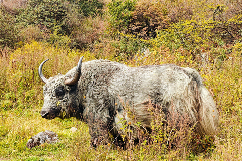 8日朗塘谷地徒步之旅（初级路线）8天朗塘谷地徒步之旅（初级者适用）