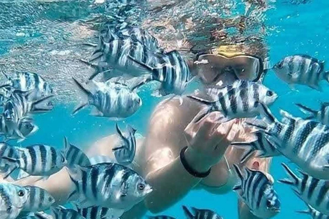 Zanzibar: Full-Day Mnemba - Turtle Swim & Sunset Dhow Cruise With Pickup From Nungwi/Kendwa Hotels