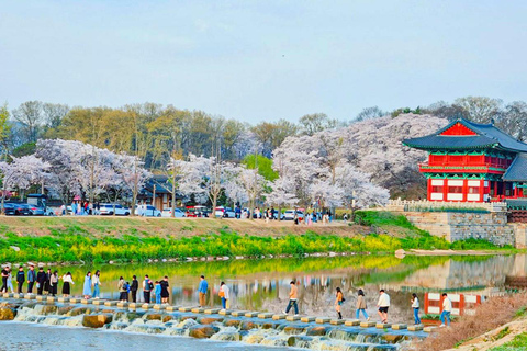 Busan: Spring Cherry Blossom & Gyeongju Highlights Day Tour